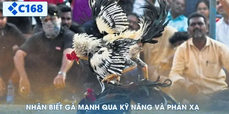 Nhận biết gà mạnh qua kỹ năng và phản xạ